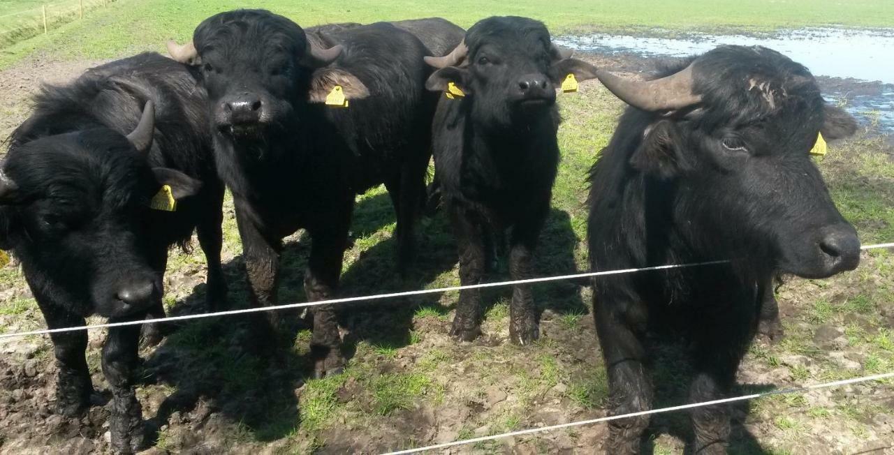 Gastenverblijf 'T Nagtegaeltje Sint-Oedenrode Exteriér fotografie